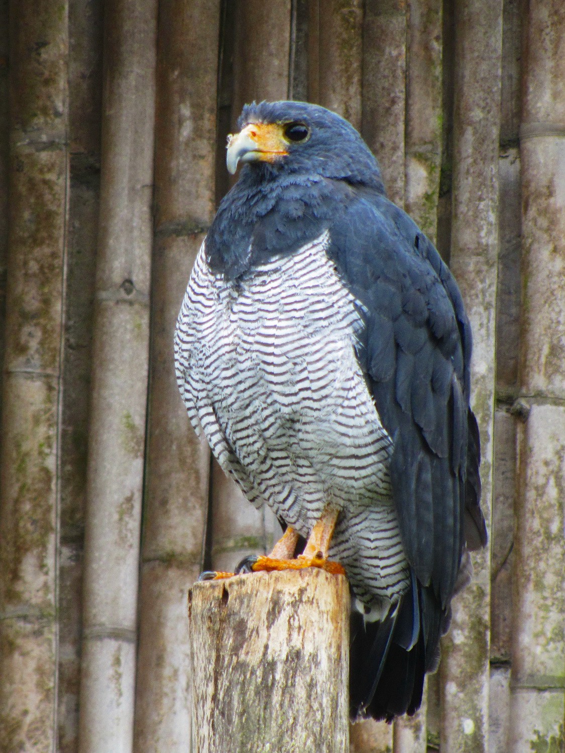Barred Hawk in the Parque el Condor close to Otavalo